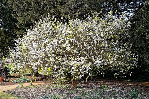 5 HARDY ORANGE TREE Trifoliate Citrus Trifoliata Poncirus | Etsy