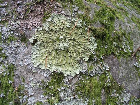 Lichen Moss, Rock Climbing, Forest, Sea, Vegetables, Nature, Plants ...