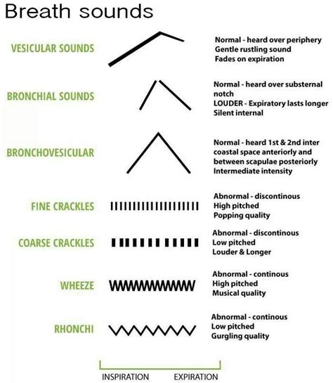 vesicular breath sounds - Google Search Nursing School Studying ...