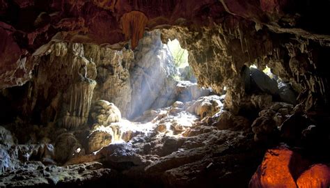 Plants That Live in Caves | Sciencing