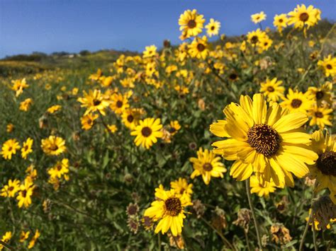 12 Best Places to See Southern California Wildflowers: Super Bloom 2024