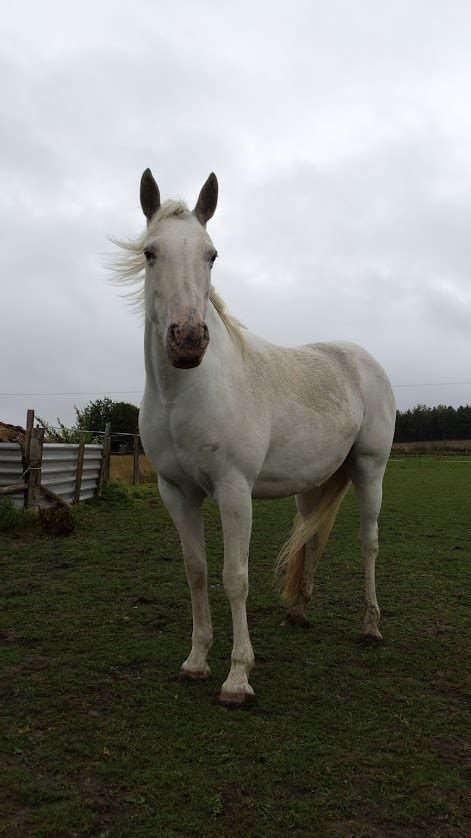 How to encourage mane and forelock growth? | Horse and Hound Forum