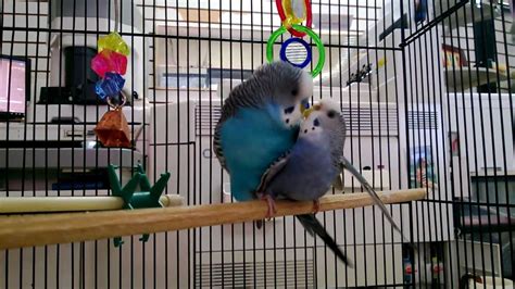 Parakeets mating, budgies mating - YouTube