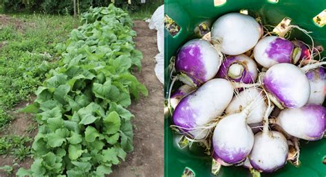 Growing Turnips, Radishes, and Rutabagas in Alaska – It Grows in Alaska