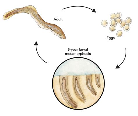 Lamprey Life Cycle