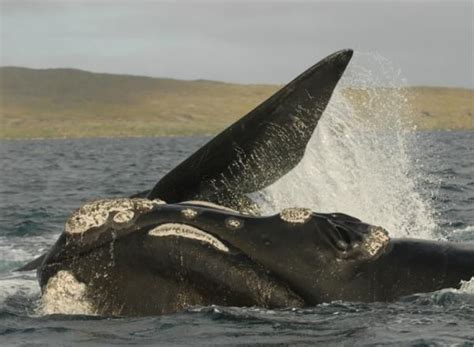 500 Right Whales Could Face the Wrong Fate | Live Science