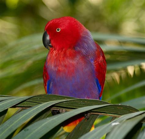 Female Eclectus Parrot | Parrot image, Parrot, Parrot wallpaper