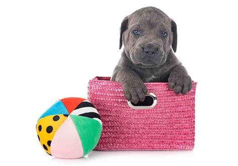 Mastiff Feeding Guidelines: Schedules-Amounts Puppy-Adult