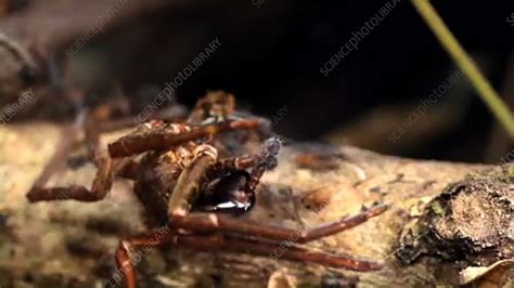 Army ants with prey - Stock Video Clip - K002/7263 - Science Photo Library