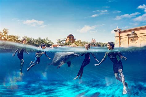 Discover the Otherworldly Magic of Dolphins at Atlantis Dubai - Wego ...