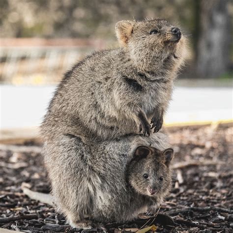 Le quokka, déclin en cours pour l’animal le plus heureux du monde ...