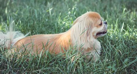 Pekingese Mix Breed Dogs - Which One Is Your Favorite?