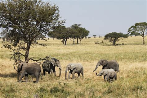 Serengeti National Park in Tanzania - reistips en bezienswaardigheden