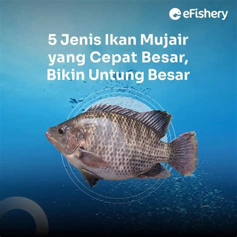 5 Types of Tilapia that Grow Quickly and Make You Big Profit