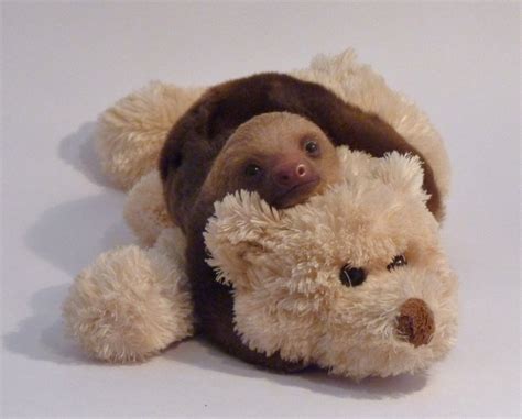 89 best Sloth Hugs images on Pinterest | Animal pictures, Sloths and ...