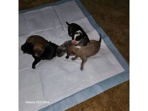 5 American Bandogge puppies available in - Puppies for Sale Near Me