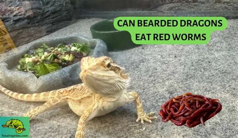 Can Bearded Dragons Eat Red Worms? - Reptile Diet Guidelines