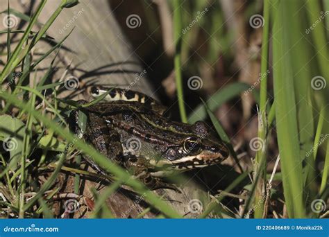 Camouflaged Frog among the Grass. Stock Image - Image of animal ...