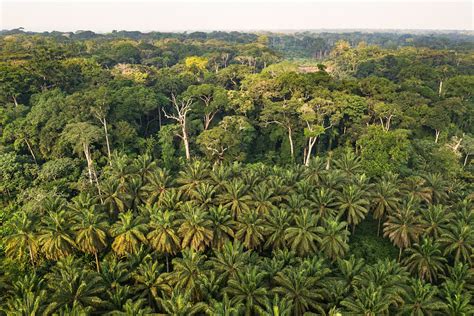 Congo rainforest makes its own spring rain | Mirage News