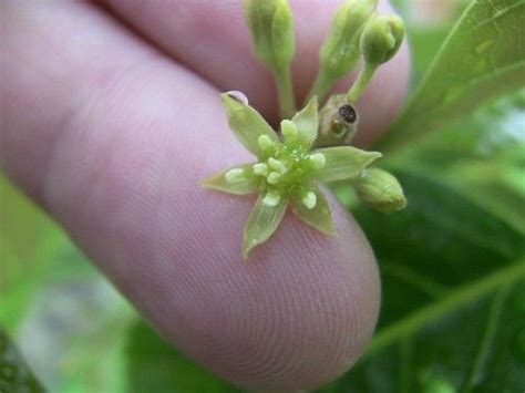 How To Pollinate An Avocado Tree - Health Meal Prep Ideas