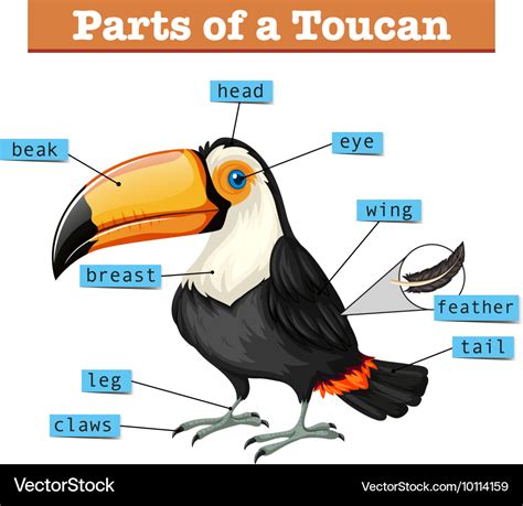 Diagram showing parts of toucan Royalty Free Vector Image