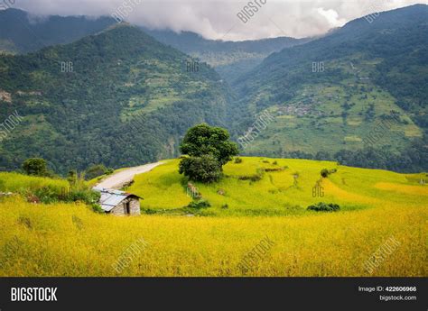 View Rice Field Image & Photo (Free Trial) | Bigstock