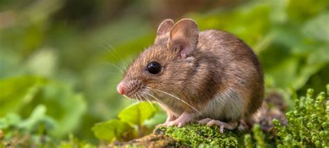 Field Mice vs. House Mice: What’s the Difference? | Hawx Pest Control