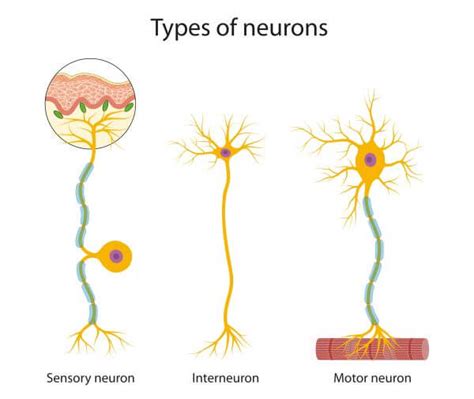 Brain Cells - The Definitive Guide | Biology Dictionary