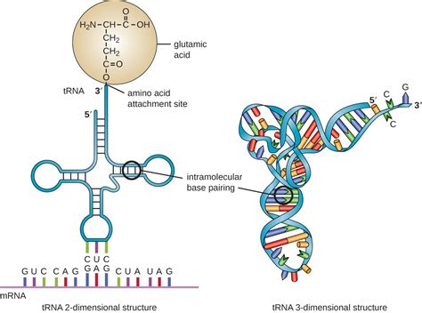 Structure and Function of RNA | Microbiology