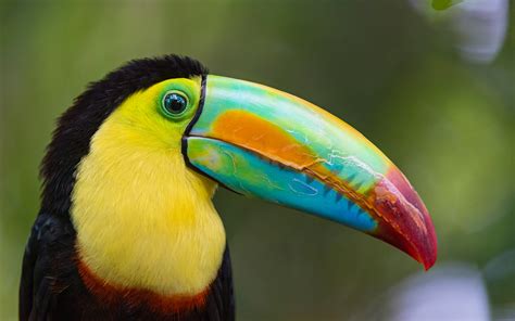 Toucan Bird wallpaper | 2880x1800 | #59200