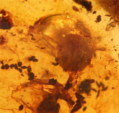 Cretaceous Fossil Snail (Panpulmonata) in Amber - Myanmar For Sale ...