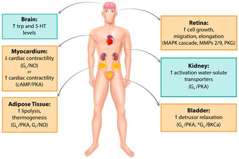 Cells | Free Full-Text | Everything You Always Wanted to Know about β3 ...