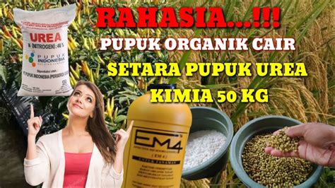 cara membuat pupuk urea organik cair - YouTube