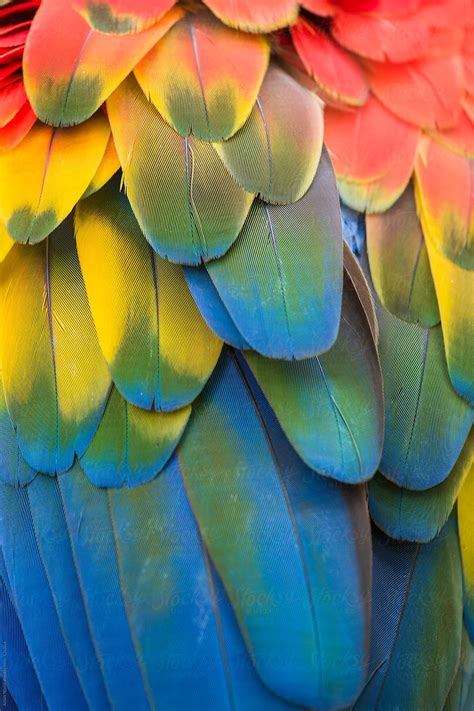 "Brightly Colored Macaw Parrot Feathers" by Stocksy Contributor "Adam ...