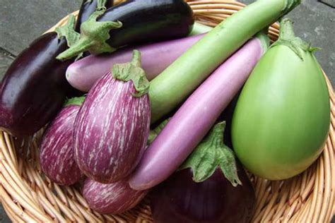 Brinjal Variety Name - Taka Vegetable