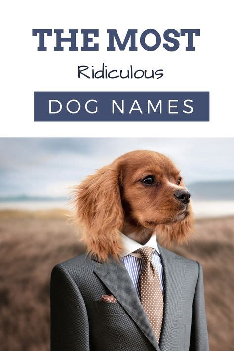 Hands Down the Most Ridiculous Dog Names You Can Find | Funny dog names ...