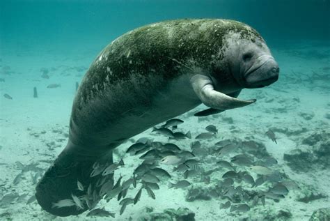 How We Can Protect the Manatee and Prevent Seagrass Loss - Endangered ...