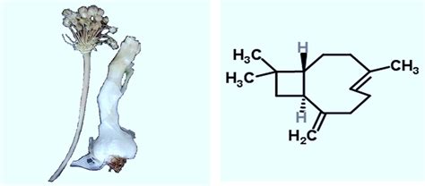 The structure of trans-caryophyllene (right;... | Download Scientific ...