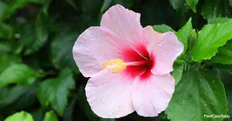 Chinese Hibiscus (Hibiscus Rosa-Sinensis) Quick Care Tips