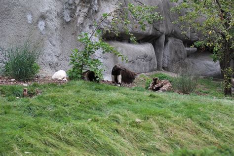 Detroit Zoo - Giant Anteater habitat - Summer, 2016 - ZooChat