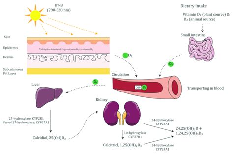 Schematic illustration of vitamin D synthesis pathway. Moreover ...