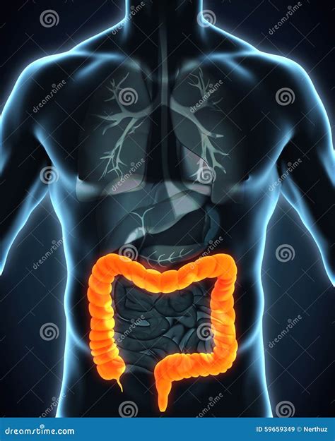 The Colon Anatomy Royalty-Free Illustration | CartoonDealer.com #141754122