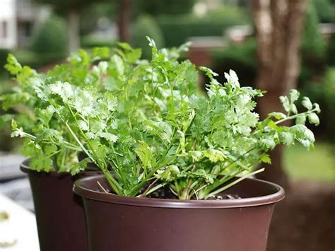 Growing Cilantro Indoors: How To - Plant Instructions