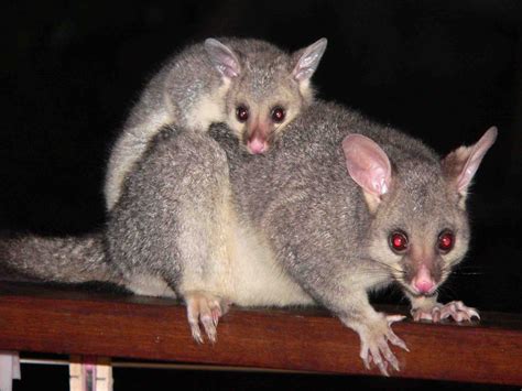 Bushtail Possum from New Zealand/Australia | Some believe that possums ...