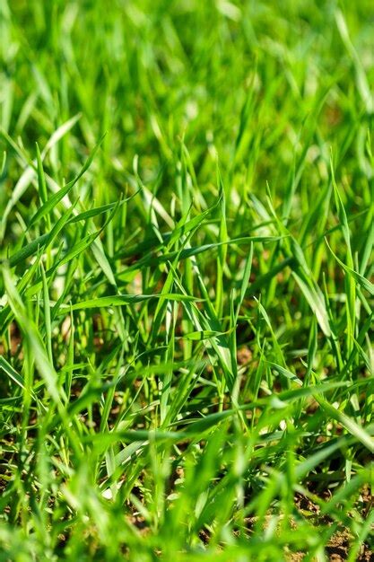 Premium Photo | Closeup of grass blades on a lawn