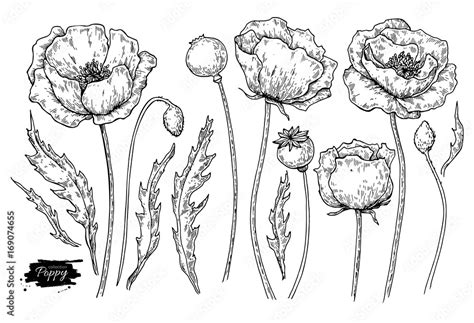 Poppy flower vector drawing set. Isolated wild plant and leaves. Herbal ...