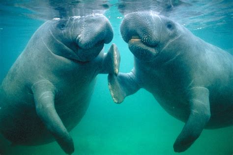 20 Photos Of Manatees Doing Manatee Things And Being Very Cute (PHOTOS ...