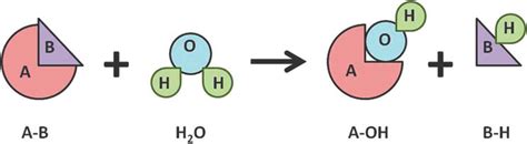 Hydrolases: The Most Diverse Class of Enzymes | IntechOpen