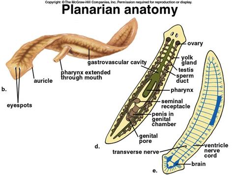 Planarian: Planariidae - Cardiovascular