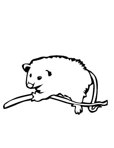 Free Possum Clipart, Download Free Possum Clipart png images, Free ...